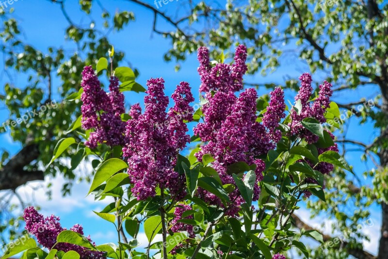 Lilac Garden Shrub Flowers Bloom Grove