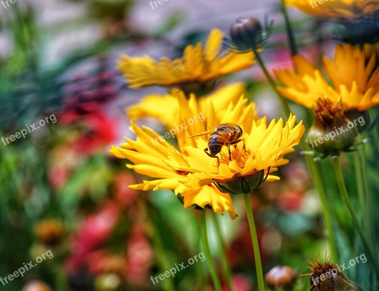 Bee Nectar Garden Honey Free Photos