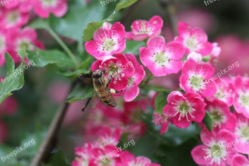 Spring May Garden Pink Floral