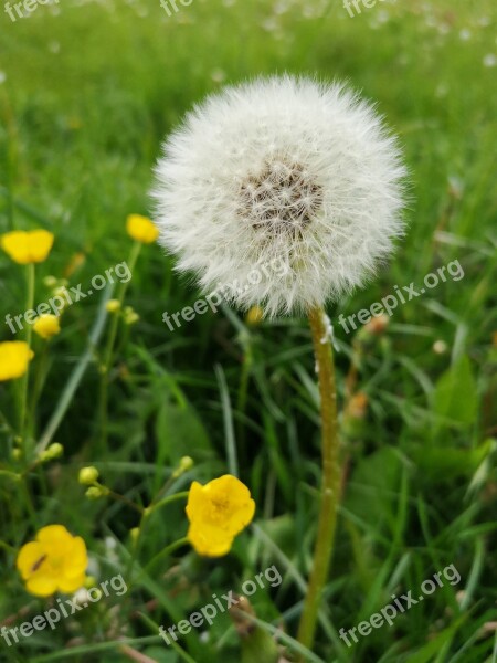 Dandelion May Meadow Blossom Bloom