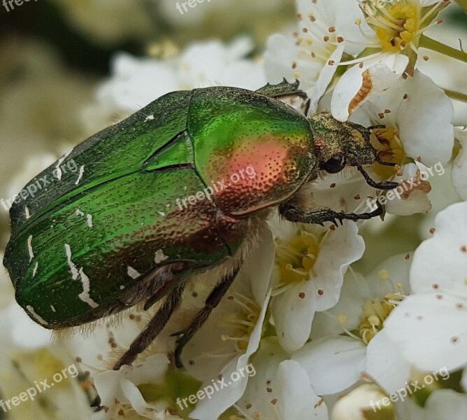 Beetle Blossom Bloom Nature Garden