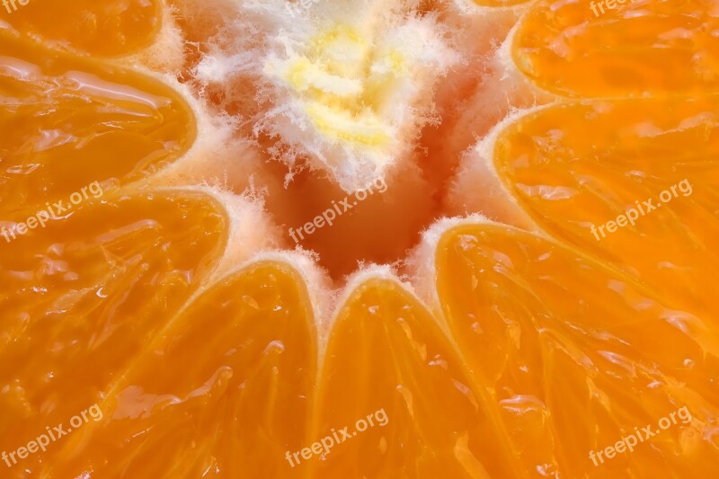 Orange Macro Citrus Vitamins Health