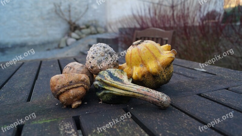 Pumpkin Halloween Autumn October Decoration