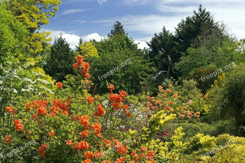 Spring Colors Flowers Garden Spring Nature