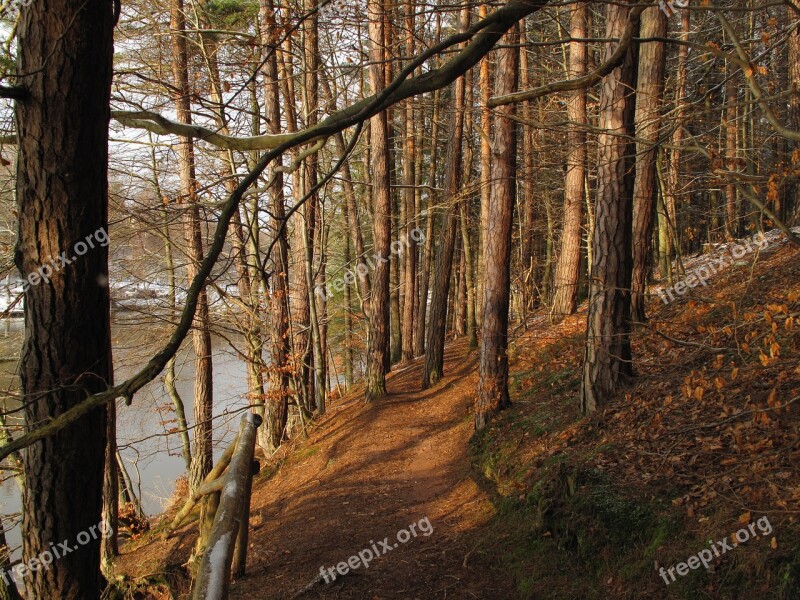 Forest Trees Lake Away Path