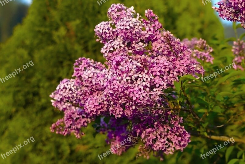 Organ Flower Nature Spring Flowers