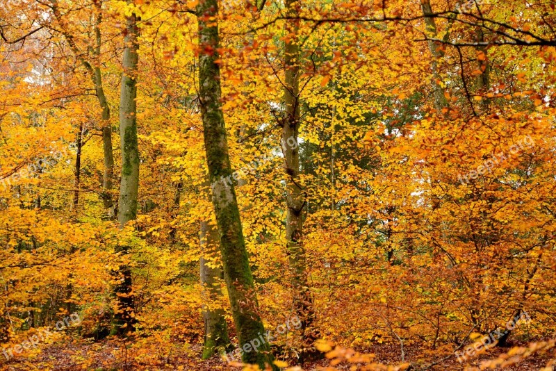 Autumn Golden Yellow Leaves Fall Colors Autumn Leaves