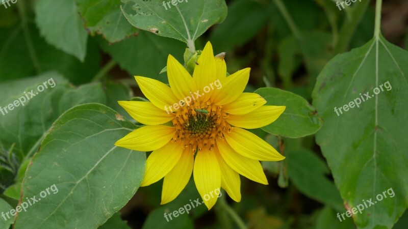 Flower Yellow Nature Blossom Plant