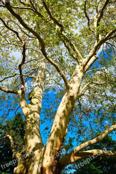 Birch Tree Nature Spring Bark