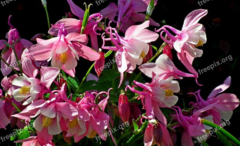 Flowers Colorful Spring The Petals Garden