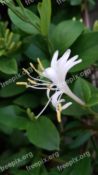 Summer Spring Honeysuckle Flower Rose