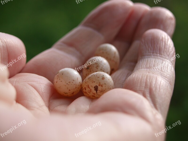 Egg Bird Eggs Bird's Nest Nest Nature