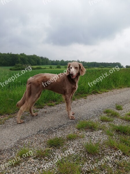 Dog Hunting Dog Nature Walk Sky