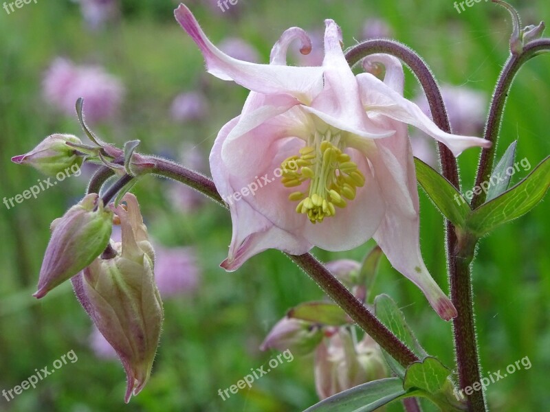 Columbine Aquilegia Flower Garden Nature