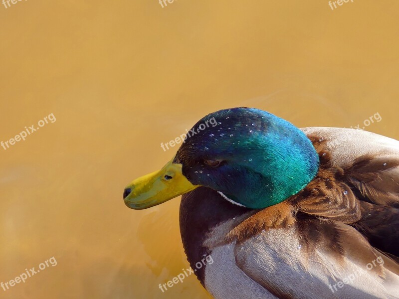 Duck Animal Bird Water Bird Plumage