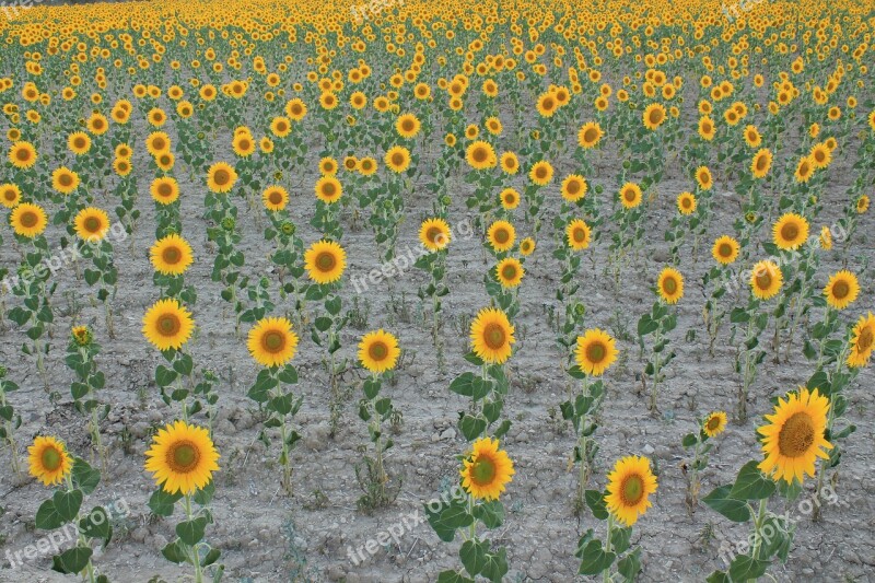 Sunflowers Field Cultivation Sunflower Yellow