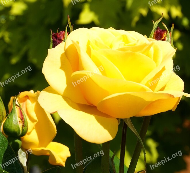 Rose Yellow Blossom Bloom Flower