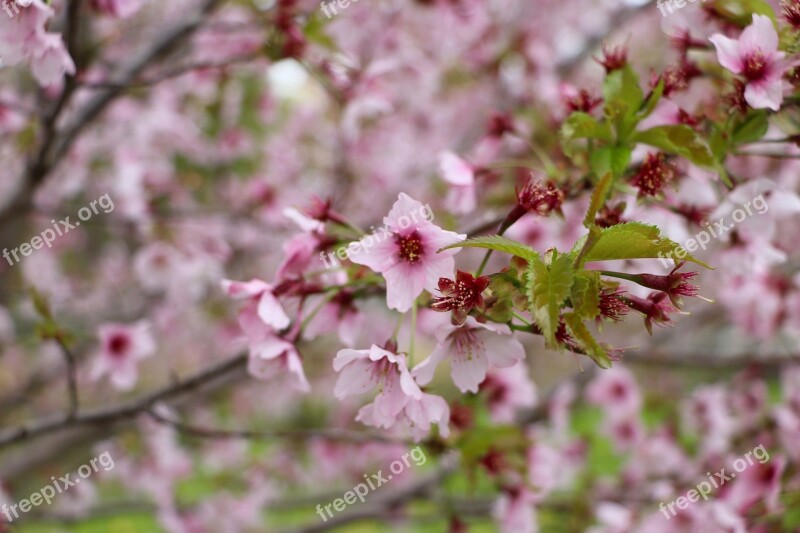 Flower Tree Nature Pink Spring