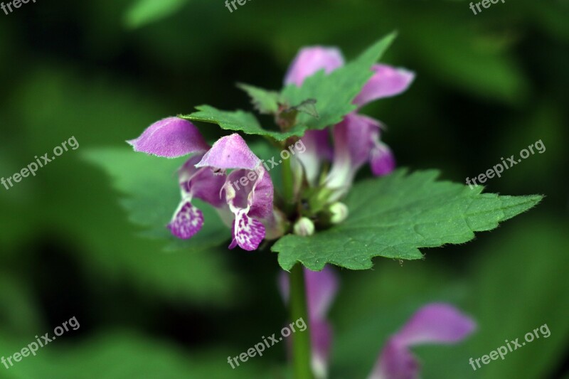 Dead Nettle Violet Blossom Bloom Spring