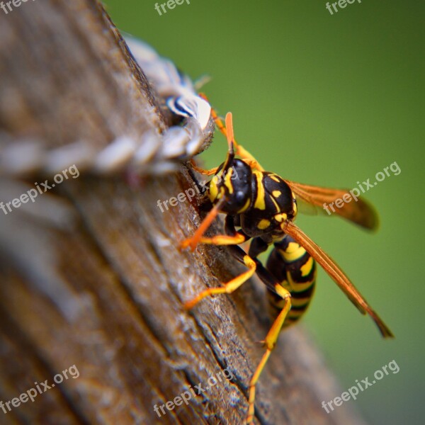 Wasp Insect Nature Wood Close Up