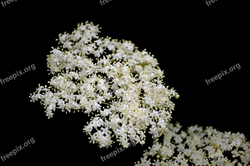 Elder Flower Elderflower Inflorescence Plant