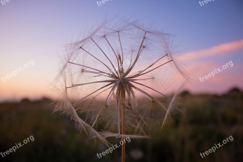 Flower Nature Spring Sunset Purple