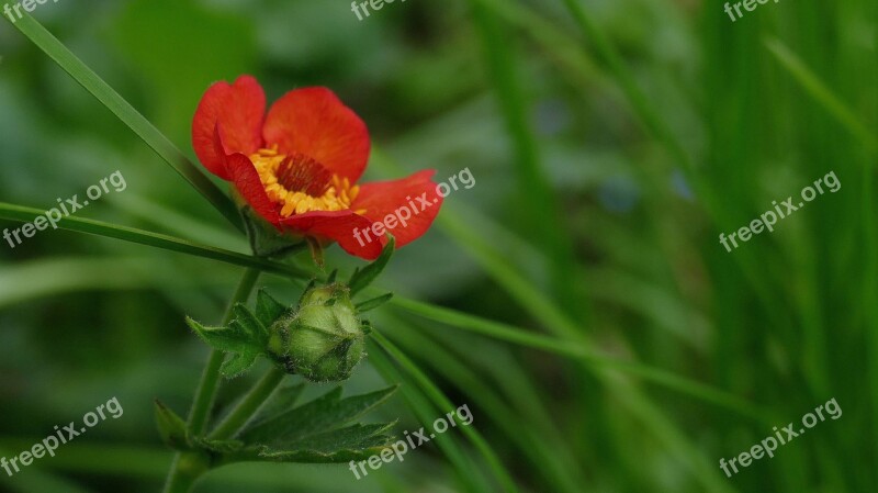 Avens Garden Nature Plant Blossom