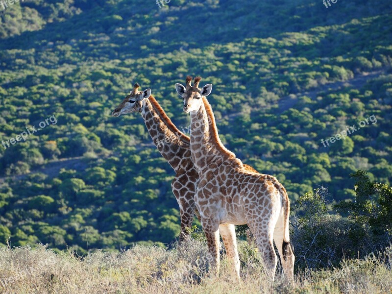 Giraffe Africa Safari Animal Giraffes