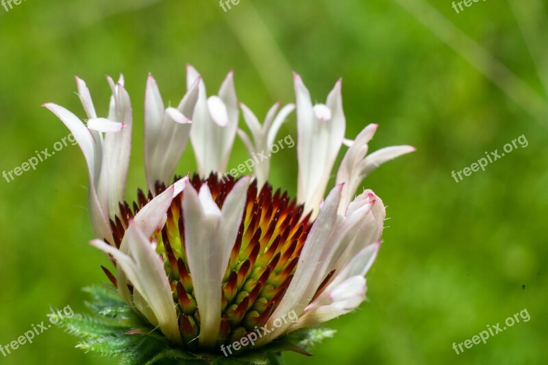 Green Flower Nature Blossom Summer