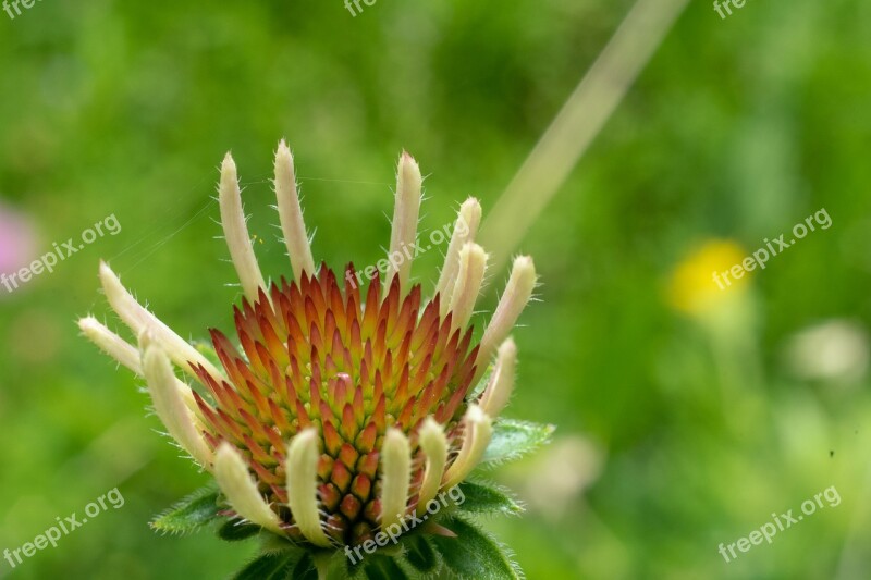 Flower Nature Blossom Summer Spring