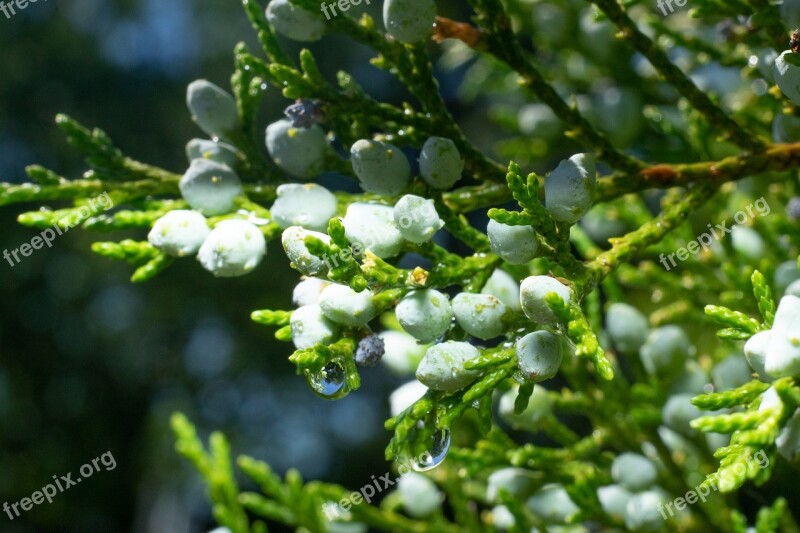 Green Flower Nature Blossom Summer