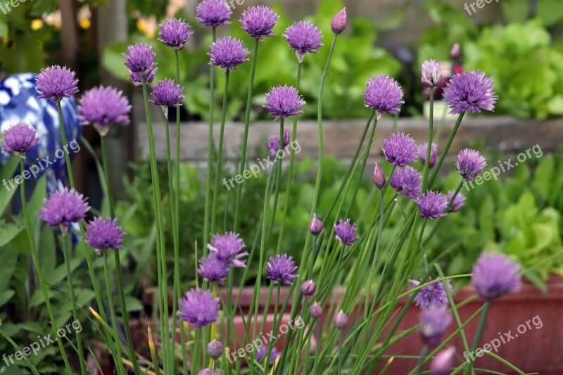 Chives Blossom Bloom Purple Violet