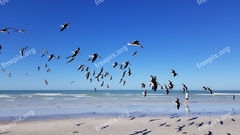 Seagull Beach Bird Summer Coast