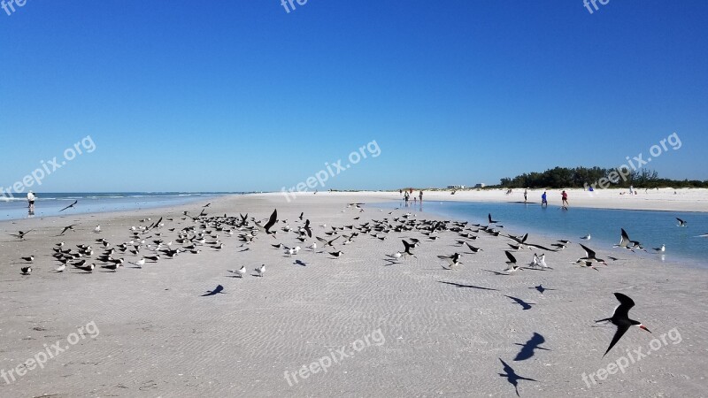 Seagull Beach Bird Summer Coast