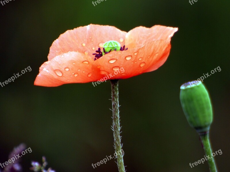 Flower Poppy Nature Spring Fleuri