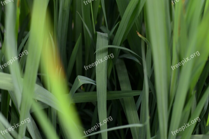 Outdoors Botany Beautiful Grass Summer