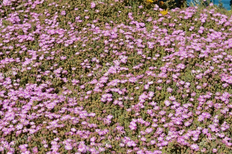 Outdoors Botany Beautiful Floral Summer