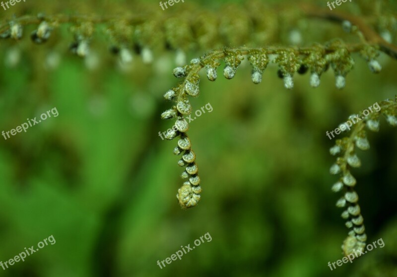 Green Plant Natural Leaf Nature