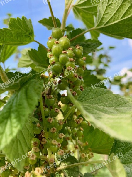 Immature Currant Bush Fruit Soft Fruit