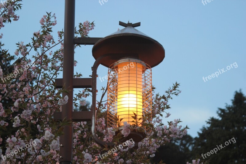 Cherry Blossoms Sakura April Landscape Spring Festival