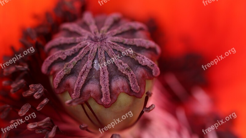 Red Poppy Blossom Bloom Blossomed