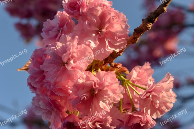 Cherry Cherry Blossom Cherry Flowers Spring Flowers Nature