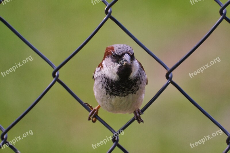 House Sparrow Bird Sparrow Animal Garden Fence