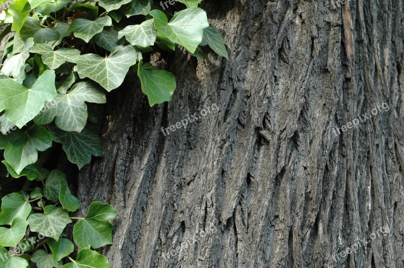 Ivy Tree Tree Bark Bark Green