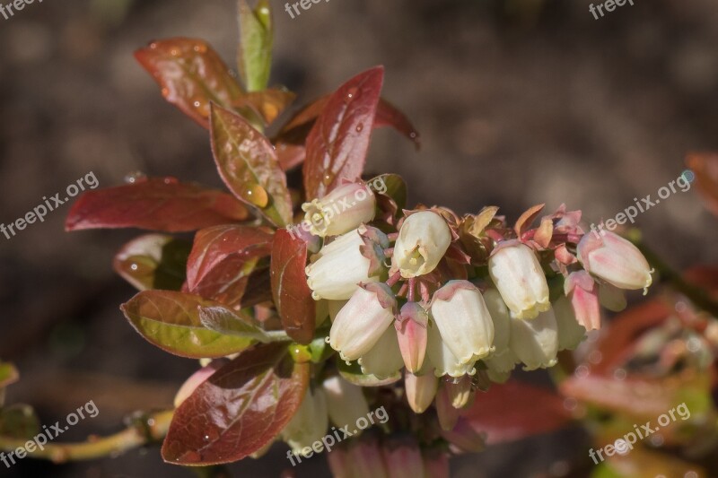 Blueberry Flower Bloom Garden White