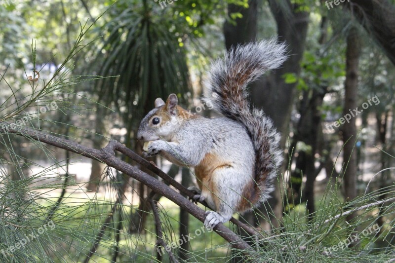 Squirrel Animals Nature Eat Apple