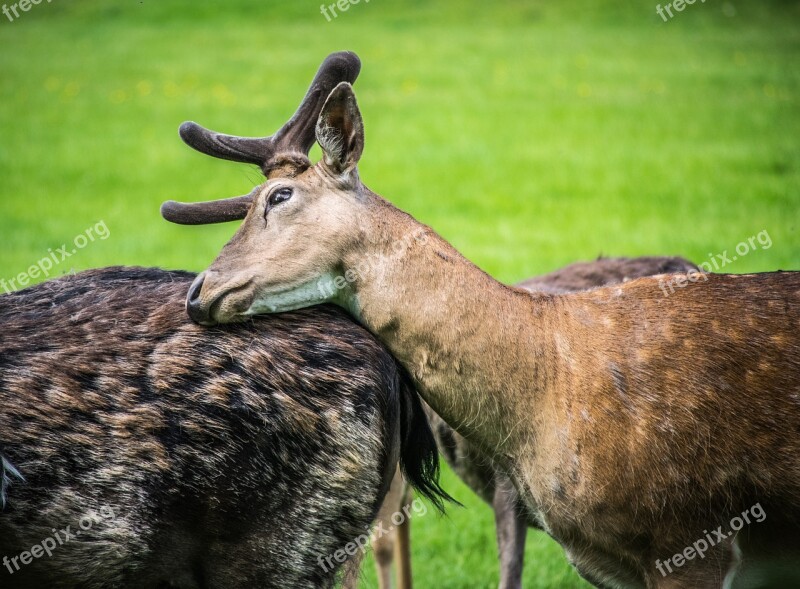 Fallow Deer Fauna Animal Wild Mammal