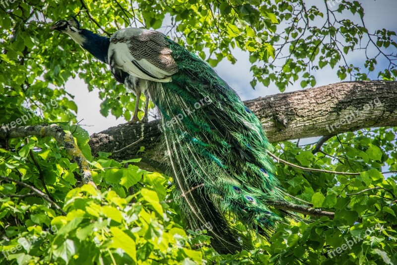 Peacock Bird Feather Colorful Colors