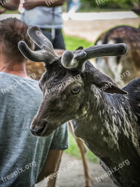 Fallow Deer Animal Mammal Antlers Nature