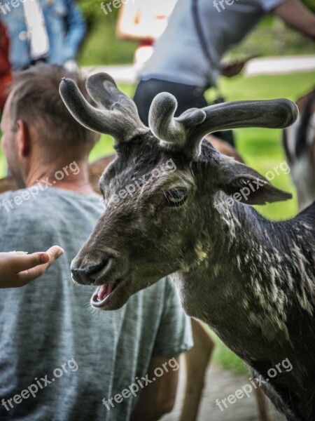 Fallow Deer Animal Mammal Antlers Nature